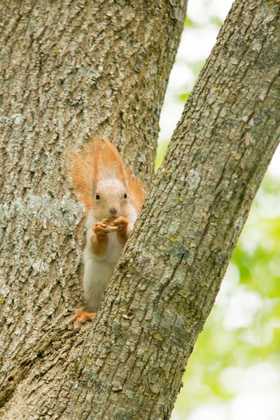 Scoiattolo su un albero — Foto Stock