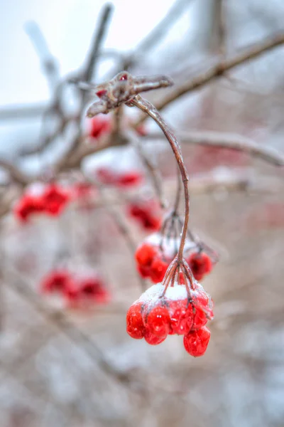 Red rowan tree in winter forest — Stock Photo, Image