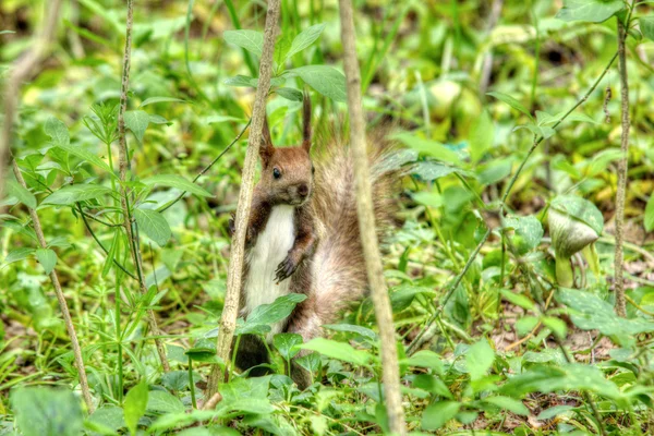 풀 속의 다람쥐 — 스톡 사진