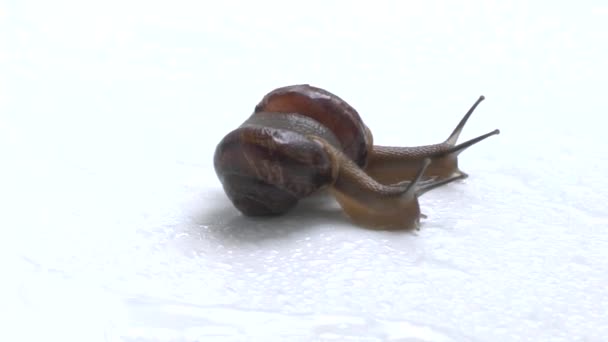 Escargots — Video