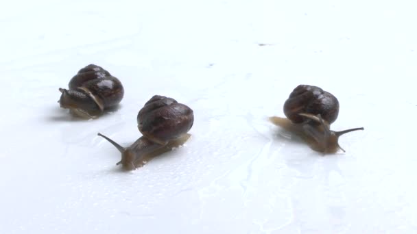 Siput — Stok Video