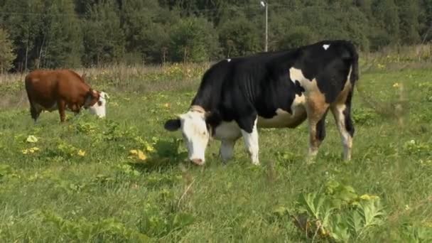 De stier en de koe — Stockvideo