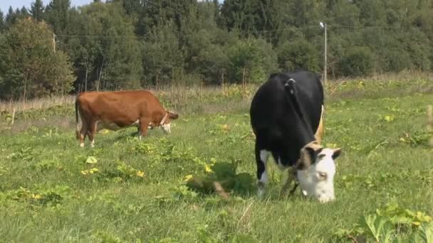 公牛和母牛 — 图库视频影像