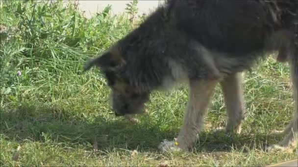 El perro callejero — Vídeo de stock