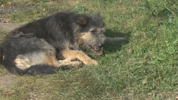 Herrelösa hunden — Stockvideo