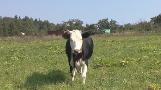 Bull.