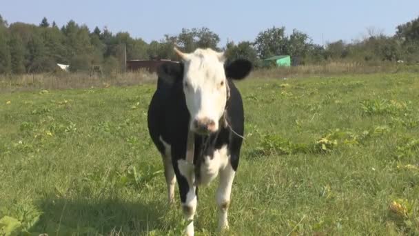 Jonge stier — Stockvideo