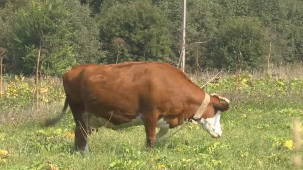 Корова — стоковое видео
