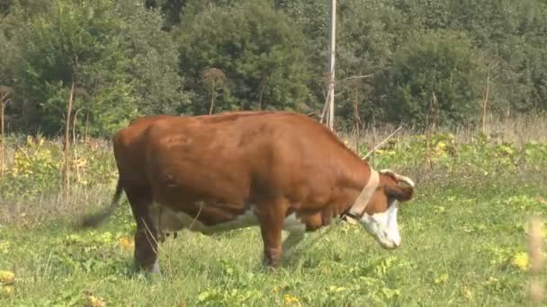 La vache 