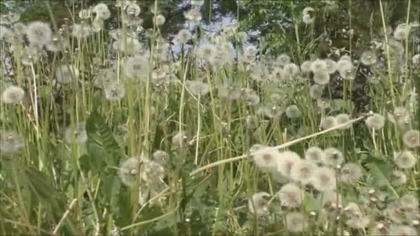 Поле квіти кульбаби — стокове відео