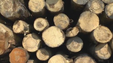 sözcüğüne ağaç gövdeleri