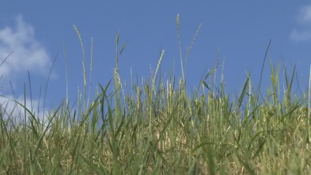 Трава на фоне облаков — стоковое видео