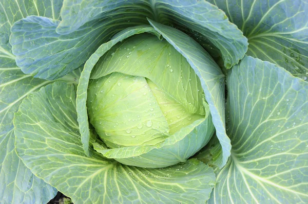 Cabbage in vegetable garden — Stock Photo, Image