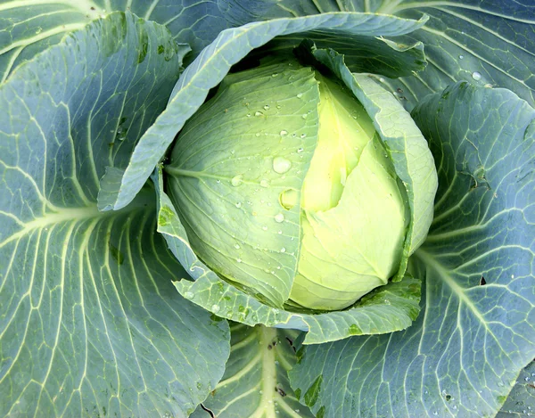 Vegetable cabbage — Stock Photo, Image