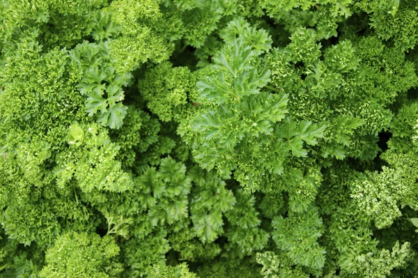 Grün, Salat — Stockfoto