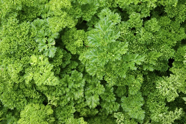 Verdure, insalata — Foto Stock