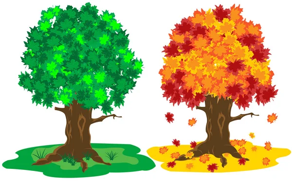Tree by summer and autumn — Stock Vector