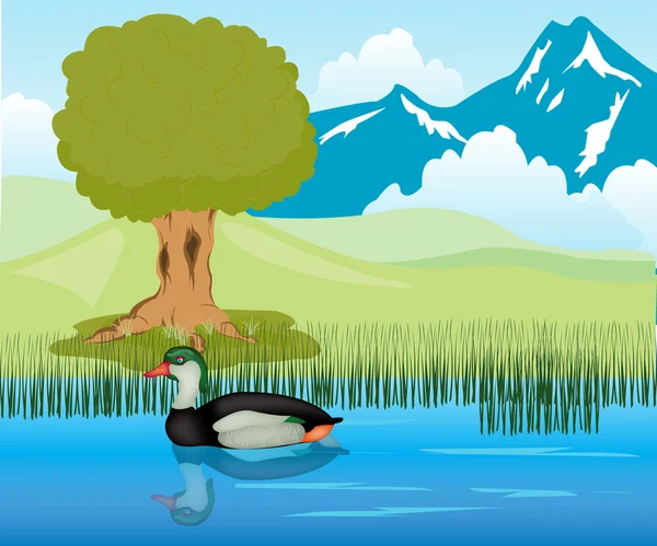 鸭在池塘中的风帆 — 图库矢量图片