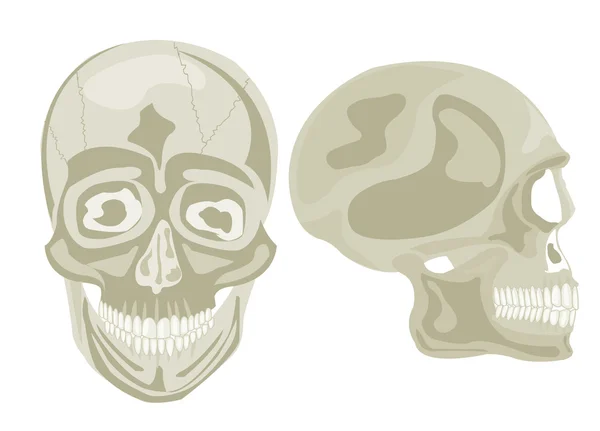 Dwóch ludzkich czaszek — Wektor stockowy