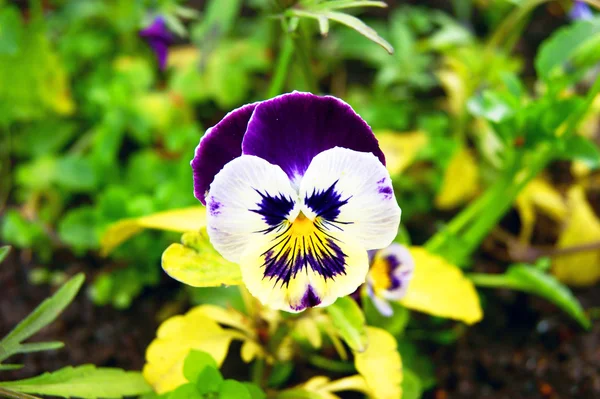 Pansy — Stock Photo, Image