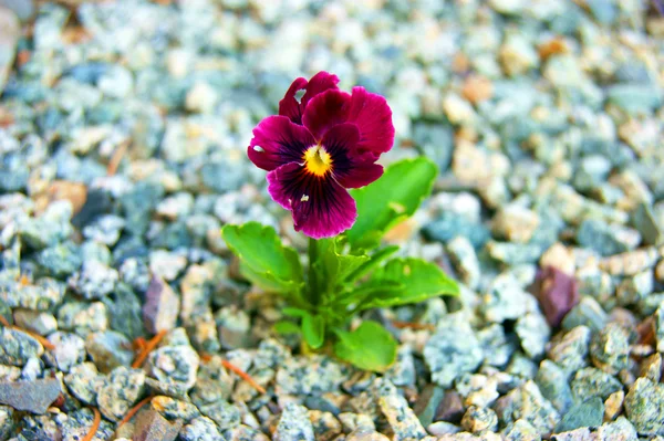 Flor pansy entre pedra — Fotografia de Stock