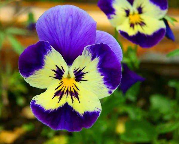 Flower pansy Stock Photo