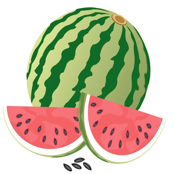 Ripe watermelon — Stock Vector