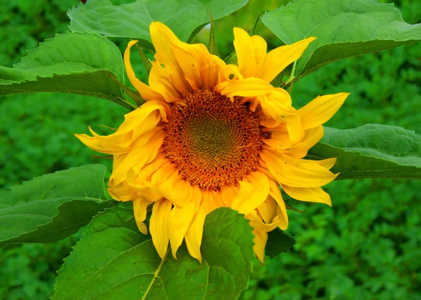 Sunflower field. — Stock Photo, Image