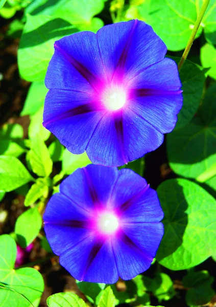 Flower petunia — Stock Photo, Image