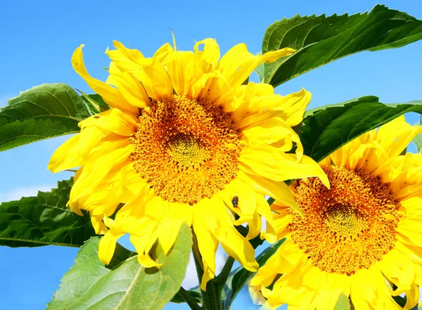 Flower sunflower — Stock Photo, Image