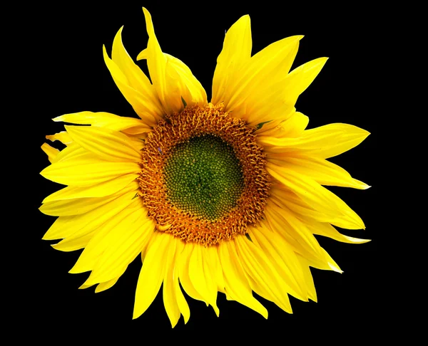 Sunflower on black background — Stock Photo, Image