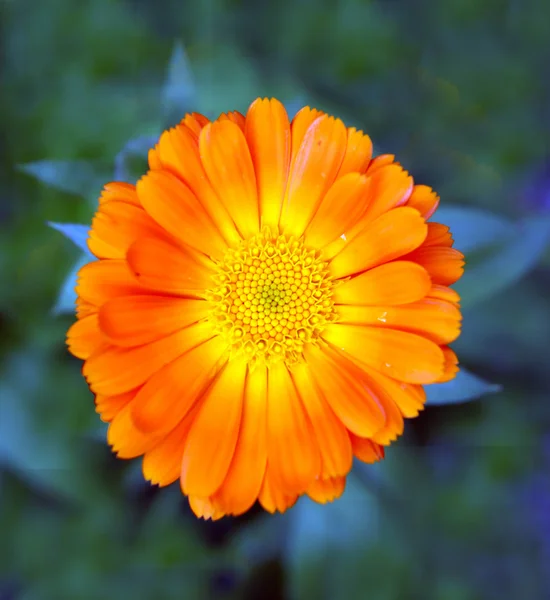 Eine Ringelblume, natürlicher Hintergrund — Stockfoto