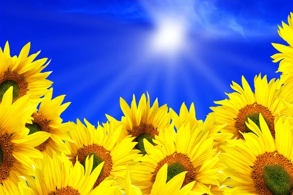 Summer sun over the sunflower field — Stock Photo, Image