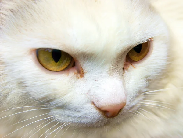 Taza del gato blanco — Foto de Stock