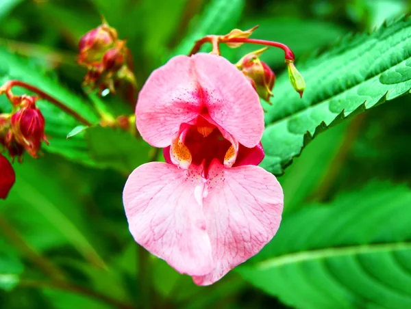 Bálsamo indiano - Impatiens glandulifera royle — Fotografia de Stock