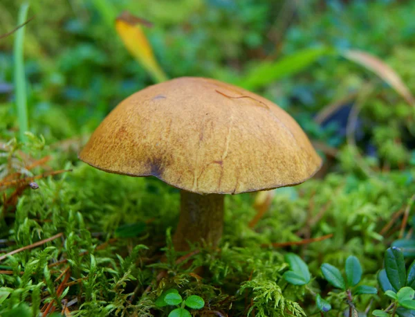 Edible mushroom in wood — Stock Photo, Image