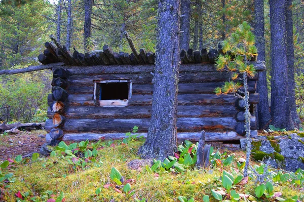 Old lodge in wood — Stock Photo, Image