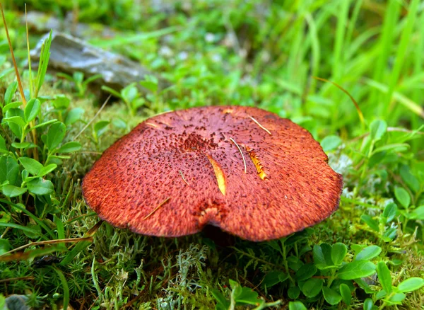 Mushroom in wood — Stock Photo, Image
