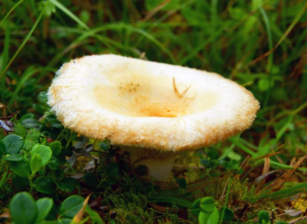 Lactarius mushroom — Stock Photo, Image