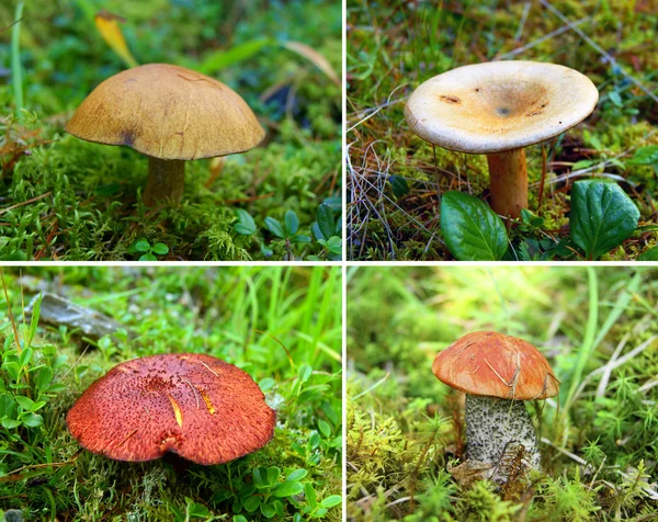 Collade from mushroom — Stock Photo, Image