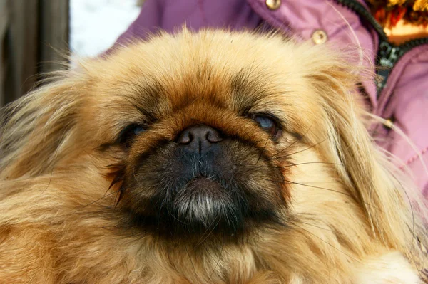 Cão pekinês — Fotografia de Stock