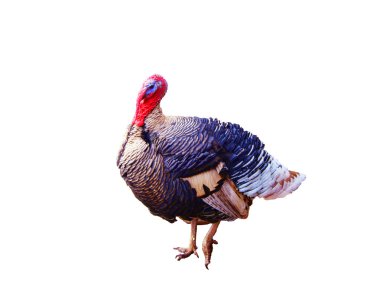 Beyaz bir arka plan üzerinde izole Türkiye.