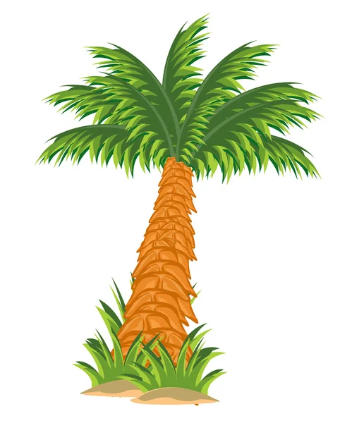 Tree palm — Stock Vector