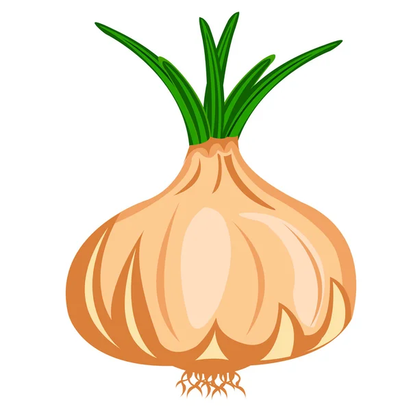 Vegetable onion — Stock Vector