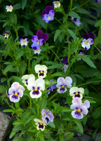 Květina maceška — Stock fotografie