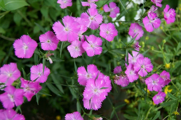 Flower of the carnation — Stock Photo, Image