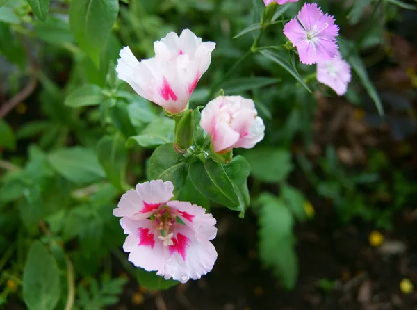 美しいバラの花 — ストック写真