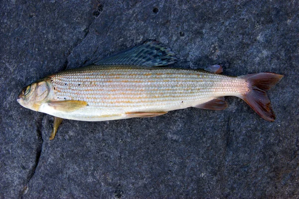 Tipo de peixe siberiano cinzento a partir do lado — Fotografia de Stock