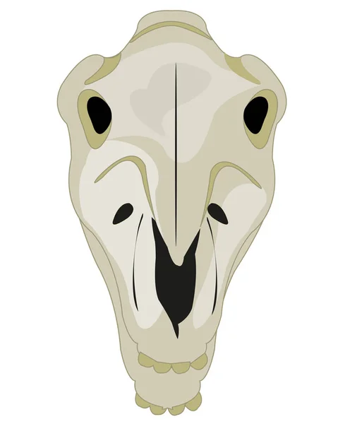 Teschio animali tipo cavallo su sfondo bianco frontale — Vettoriale Stock