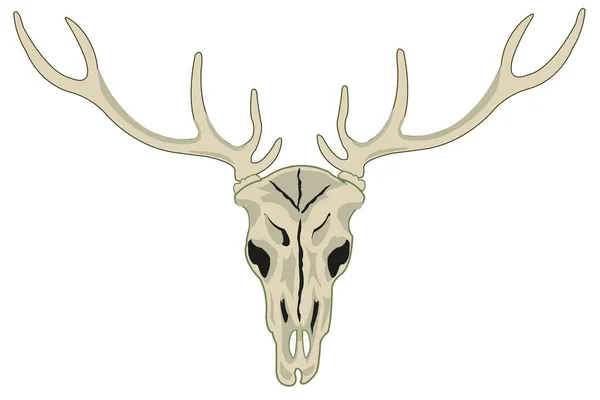 Skull of the wildlife deer with horn — Stock Vector